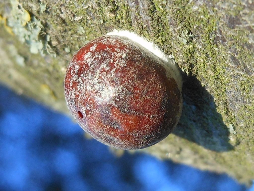 ...su Quercus ilex